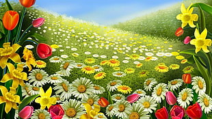 Tulips, Sunflowers, and Daisies fields HD wallpaper