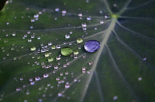 macro shot of water droplets on leaf HD wallpaper