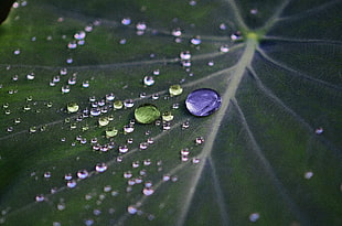 macro shot of water droplets on leaf