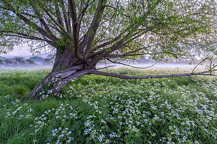 black and green leaf plant, landscape, trees, nature, flowers