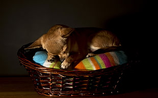 short-coated tan puppy on pet bed HD wallpaper