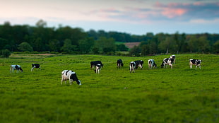 tilt-and-shift photography of cow on field HD wallpaper