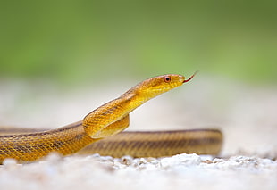 brown snake HD wallpaper