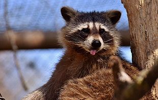 red panda, Raccoon, Protruding tongue, Muzzle HD wallpaper