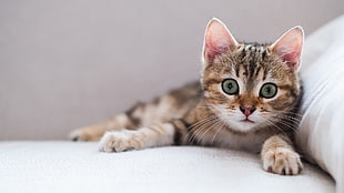 brown tabby kitten, eyes, cat, animals, kittens