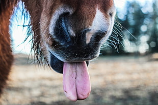 horse showing tongue in shallow focus photography HD wallpaper