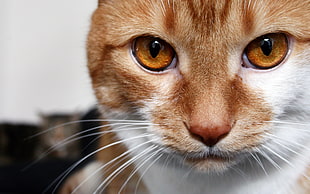 shallow focus photography of calico cat