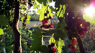 red grape fruit lot, grapes, fruit, leaves, sunlight HD wallpaper
