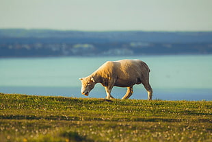 white sheep on green grass near sea under the blue sky HD wallpaper