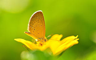 brown butterfly on yellow petaled flower during daytime