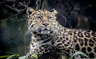 white and black leopard print textile, leopard, leopard (animal)