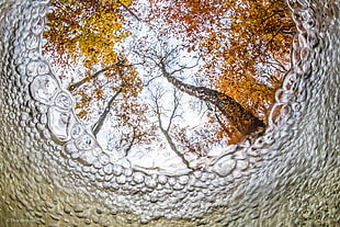 brown trees, nature, trees, branch, underwater