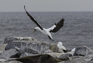 shallow focus photography of white seagull near body of water during daytime, nazca booby