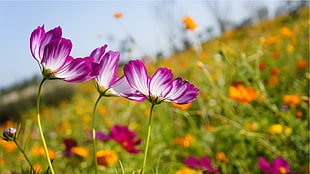 selective focus photography of three white-and-purple petaled flowers during daytime