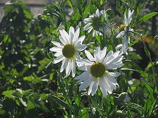 selective focus photo of white Daisies