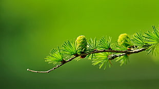 succulent plants, branch, macro