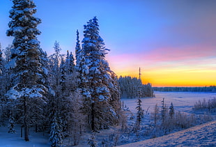 snow filed trees during dawn HD wallpaper