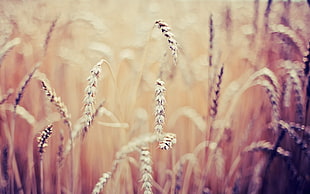 wheat HD wallpaper