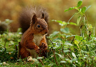 brown squirrel, dogs