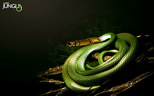 green AUX cable with text overlay, snake, music HD wallpaper