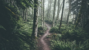 rain forest with ferns