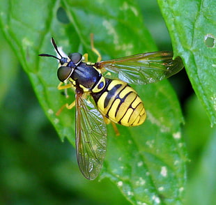 tilt shift photography of yellow and black wasp on green leaves HD wallpaper