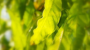 shallow focus photography of leaf