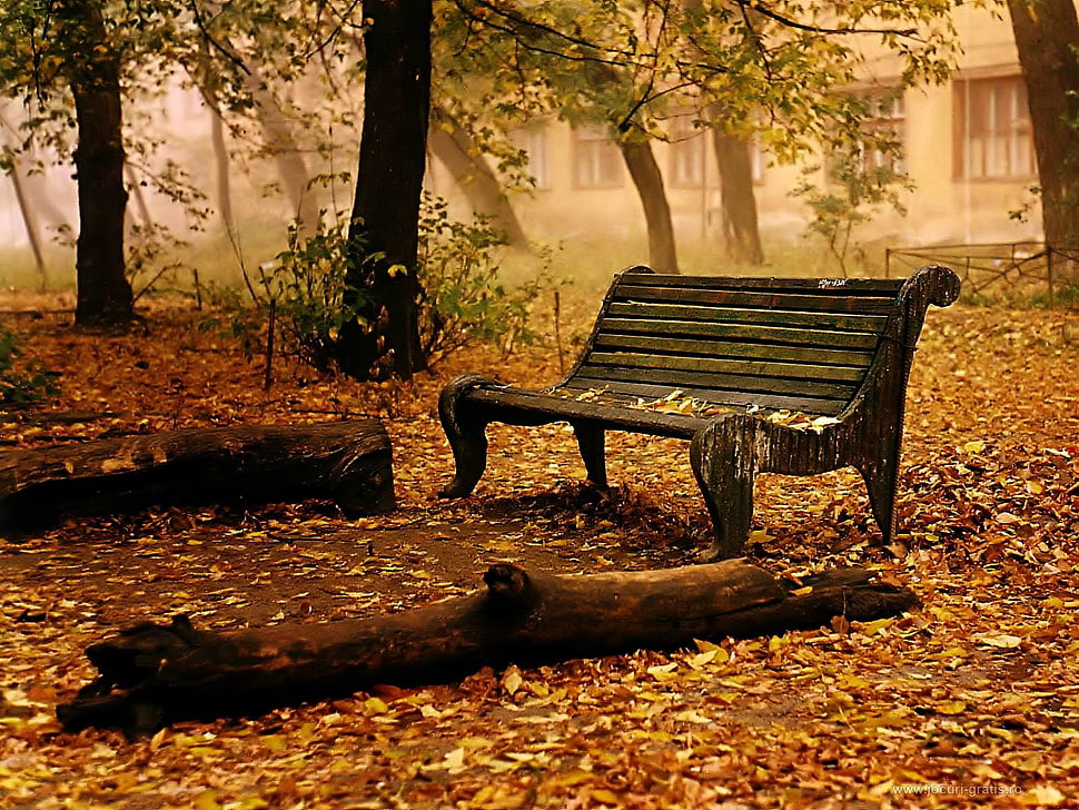 brown wooden bench surrounded with withered leaves at daytime HD wallpaper