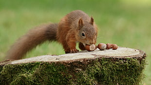 depth of field photography of Squirrel eating hazelnut HD wallpaper