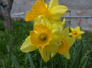 shallow focus photography yellow flowers