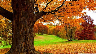 brown tree, landscape, fall, grass
