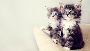 two brown Persian tabby kittens, cat, blue eyes, kittens, animals HD wallpaper