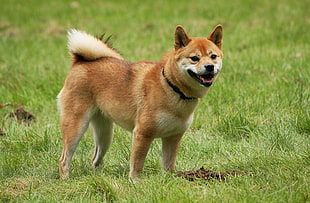 adult Akita