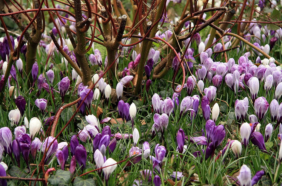 bed of purple flowers near brown twigs HD wallpaper