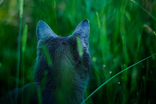 closeup photo of gray 4-legged mammal sits on grass field