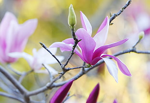 close-up photo of purple and white petaled flower