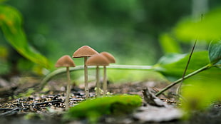 selective focus photography of brown mushrooms