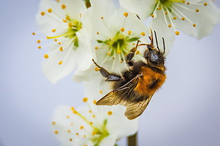 bumble bee perching on white cherry blossom in close-up photography HD wallpaper