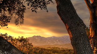 green trees, trees, mountains, landscape