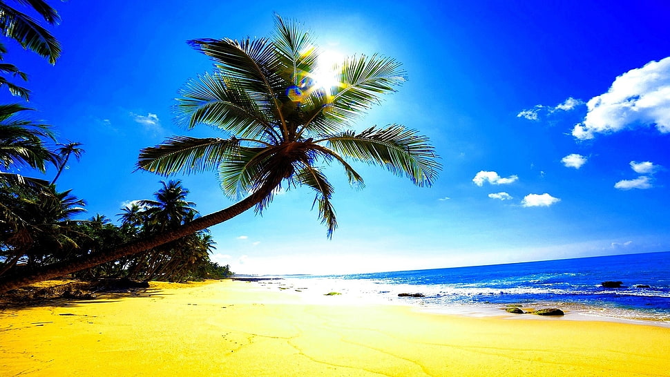 beach shore line with coconut trees during daytime HD wallpaper