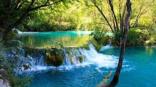 calf body of water surrounding by trees