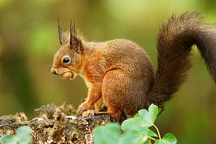 close up photography of squirrel HD wallpaper