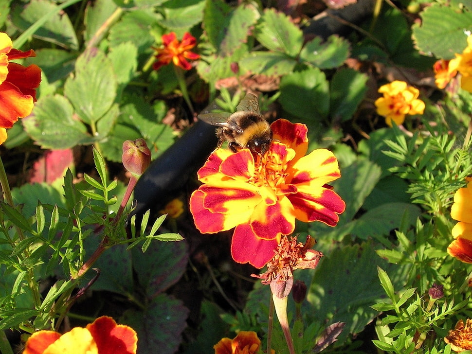 black and yellow bumblebee on yellow and red petaled flower during daytime HD wallpaper