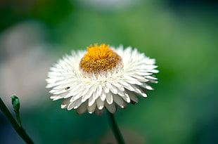 white Daisy flower in closeup photography