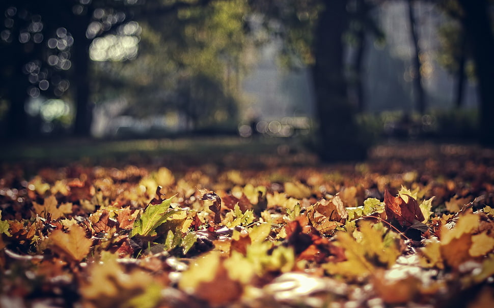 selective focus photography of brown leafs on ground HD wallpaper