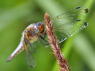 macro photography of brown garden dragonfly perched on stem HD wallpaper