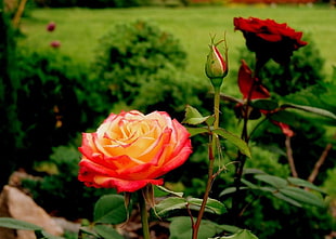 yellow and red Rose flower with bud HD wallpaper