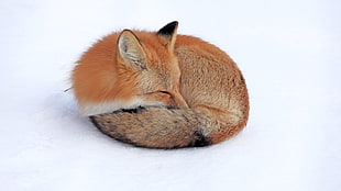 sleeping red fox HD wallpaper