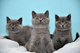 three short-fur gray cats