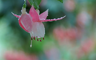 pink and white Fuchsia flower selective-focus photo HD wallpaper
